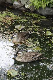 本部庭園