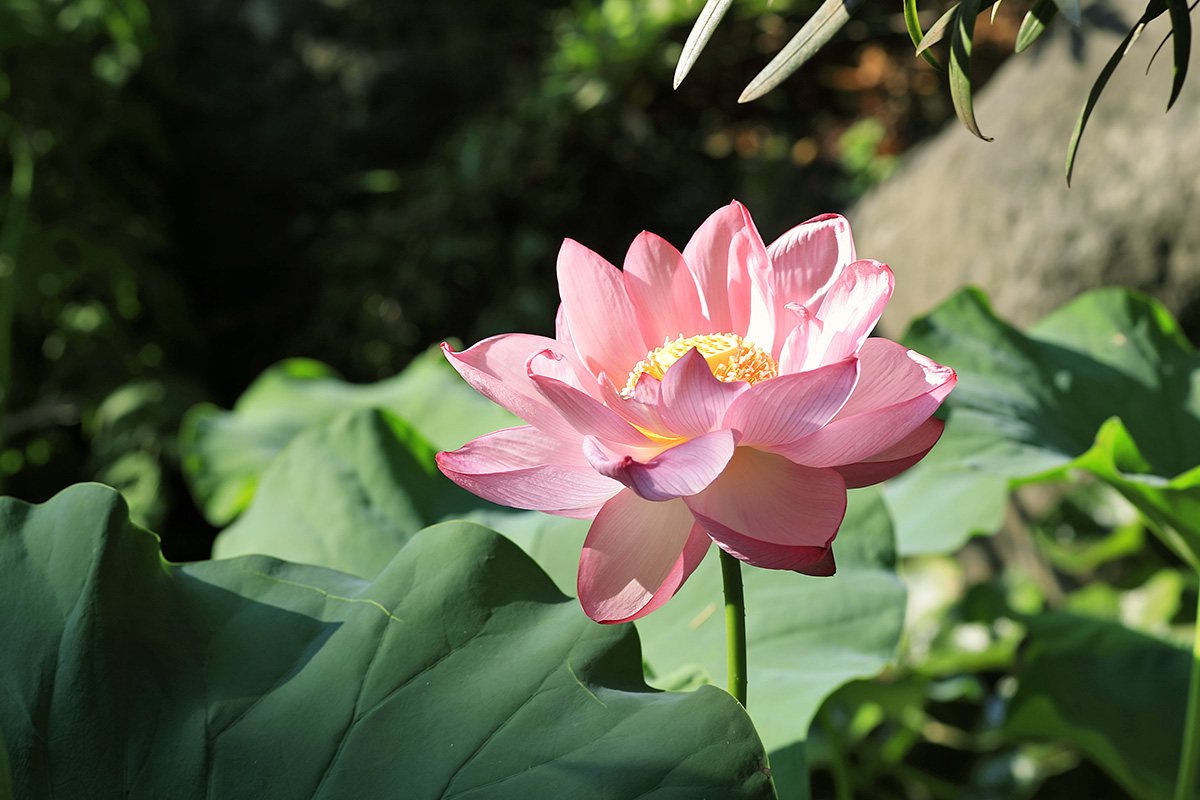 Photo Gallery 冨士大石寺顕正会 公式サイト